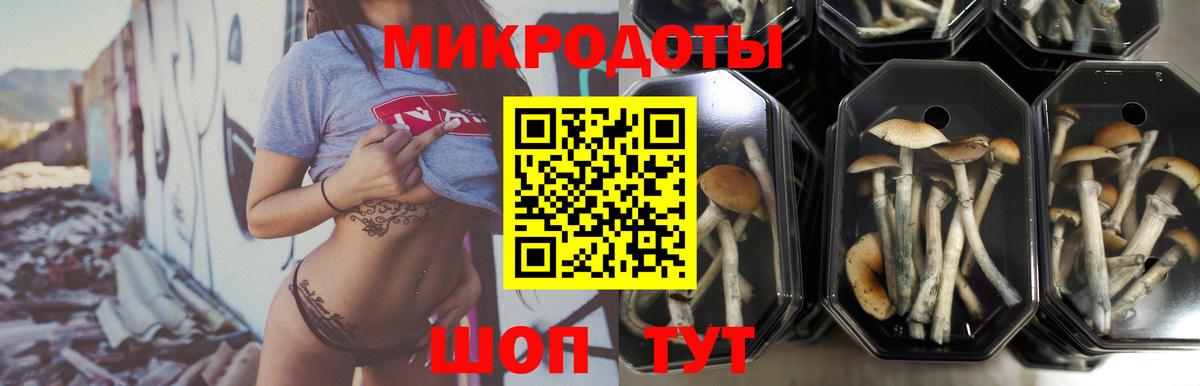 Псилоцибиновые грибы Psilocybe Богданович